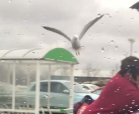 This seagull was caught on camera stealing a shopper's bacon as she packed her car with groceries. 