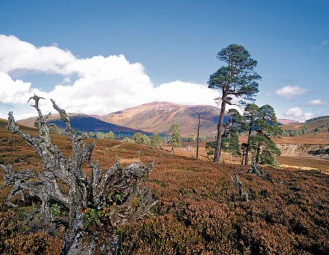 Mar Lodge Estate welcomes 5,000 different species and is home to more than 140 species of bird