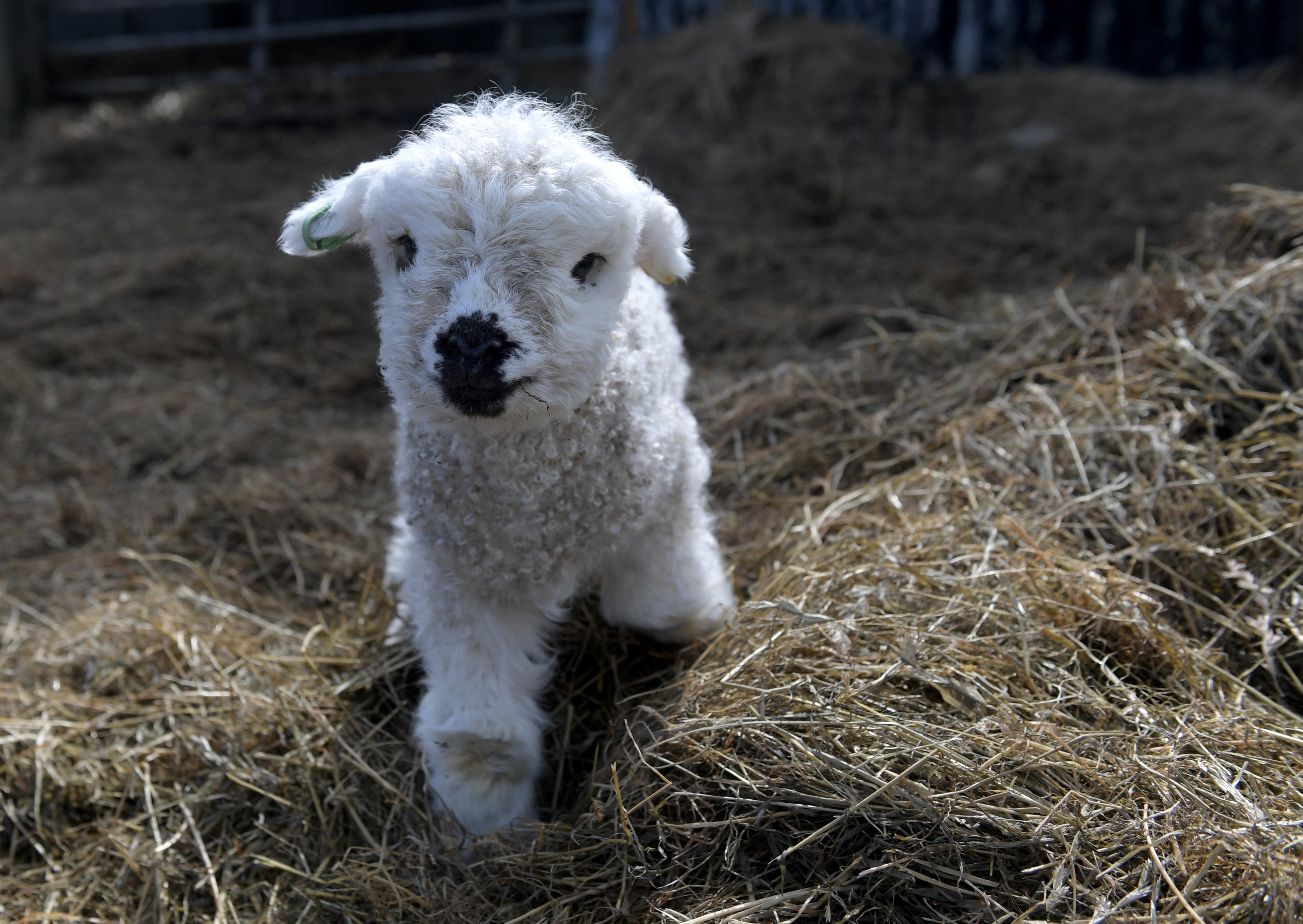 Doonies Farm have reopened for the season. Pictured is new lamb Daisy.