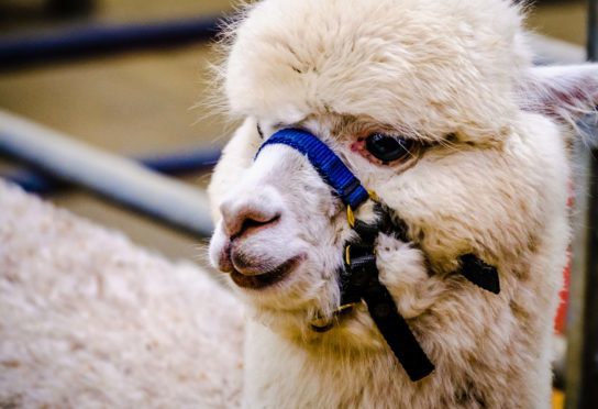 The alpaca farm dream has been derailed by Highland councillors.