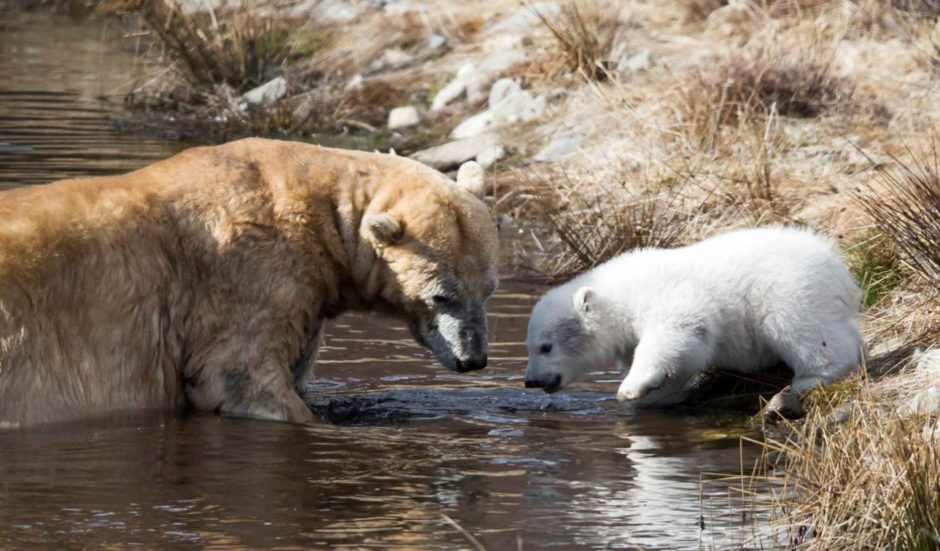 Victoria and her cub taking a dip