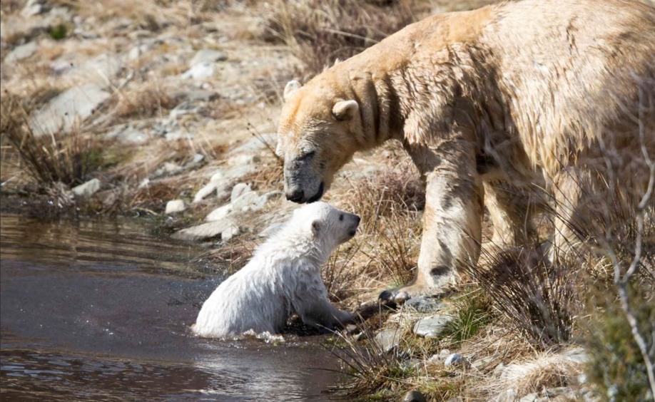 The cub returns to land after its swim