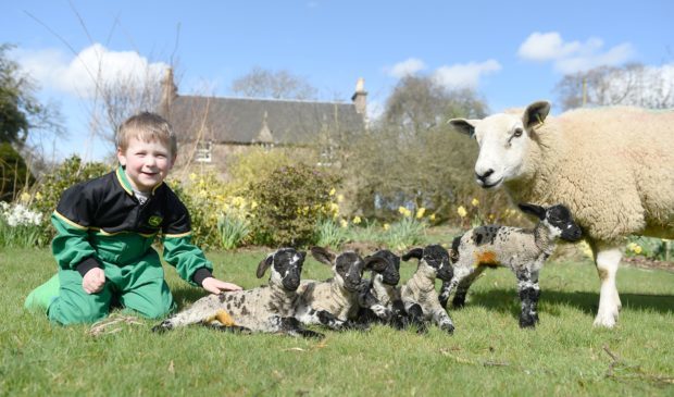 Jamie Baldie-Lean (4) gives a helping hand to a cross Texel ewe who has produced a set of five lambs at Newton of Budgate, Cawdor.
Picture by Sandy McCook