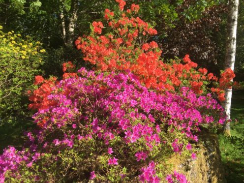 Rhododendrons  can blossom from February until August.