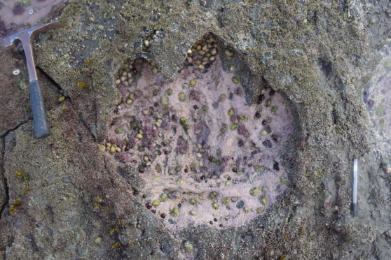 Photo of a footprint made by sauropod dinosaur, found on the Isle of Syke in Scotland.