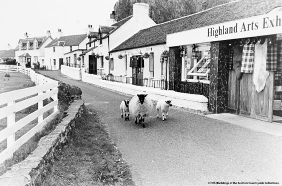 Sheep in Oban