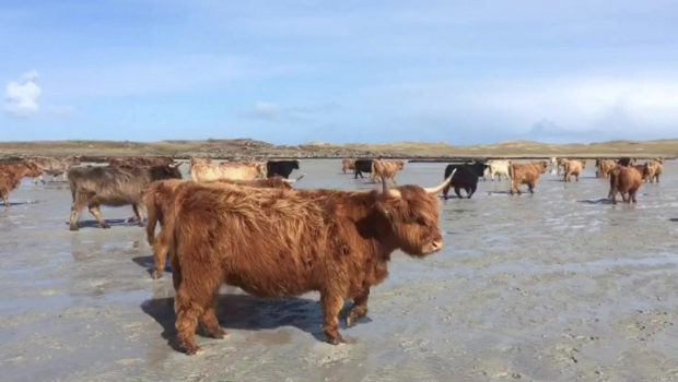 Over 100 Highland cows are herded to uninhabited Isle of Vallay in the Outer Hebrides that is only able to be reached at low tide.