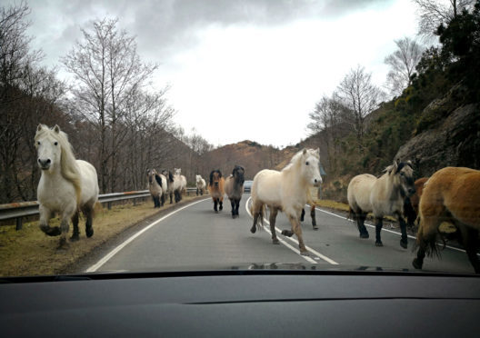 Wild horses running on the road between Kyle of Lochalsh and Dundreggan near the Isle of Skye.