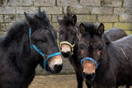 Gill Hamilton has taken in three mules who have awfully overgrown and twisted hooves due to lack of care. A farrier and vet will be attempting to fix the twisted hooves in the hope of saving the mules. Pictured are the mules, from left is Indie, Maisie and Oscar.