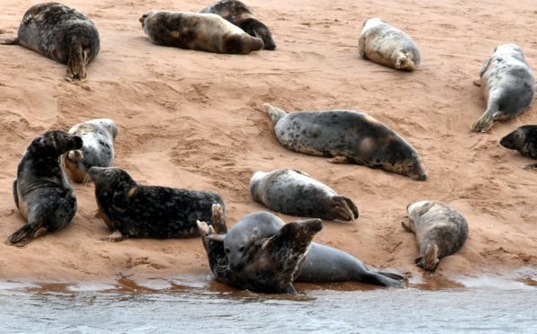 Seals relaxing at Newburgh beach. Picture by Colin Rennie.