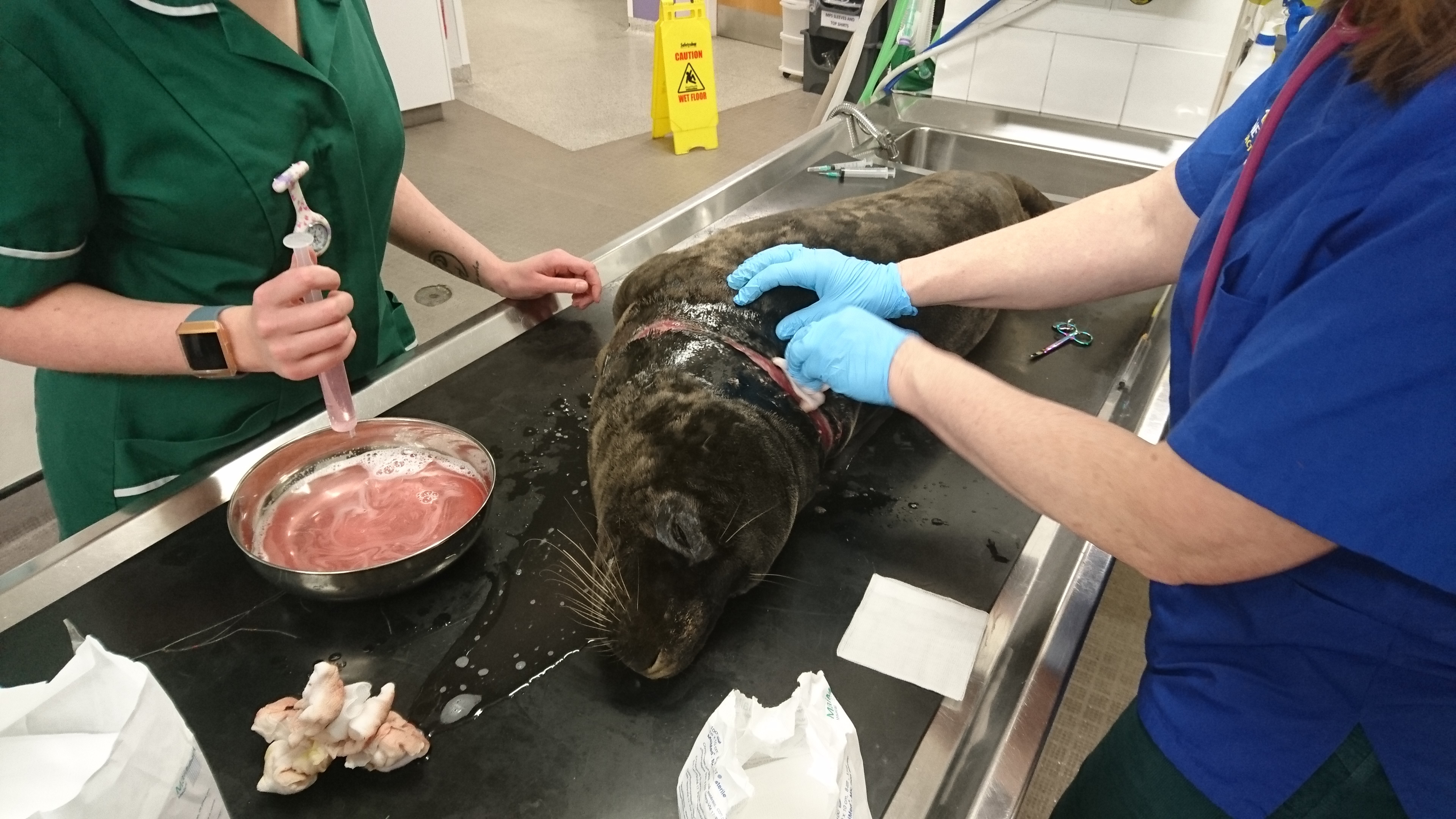 The Scottish SPCA is urging fishermen to clear their rubbish after being alerted to a seal with plastic fishing net embedded around his neck. 
Picture: Scottish SPCA