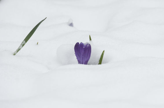 A Crocus in the snow near Cragievar, Aberdeenshire.