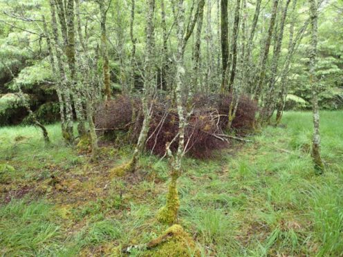 Highland Titles, best known for selling informal peerages for plots of land, partnered with Wildcat Haven to construct the enclosure, believed to be the first of its kind in Scotland.