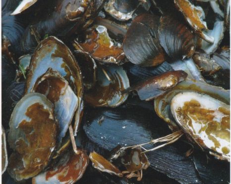 The remaining shells of the freshwater pear mussels in Assynt.