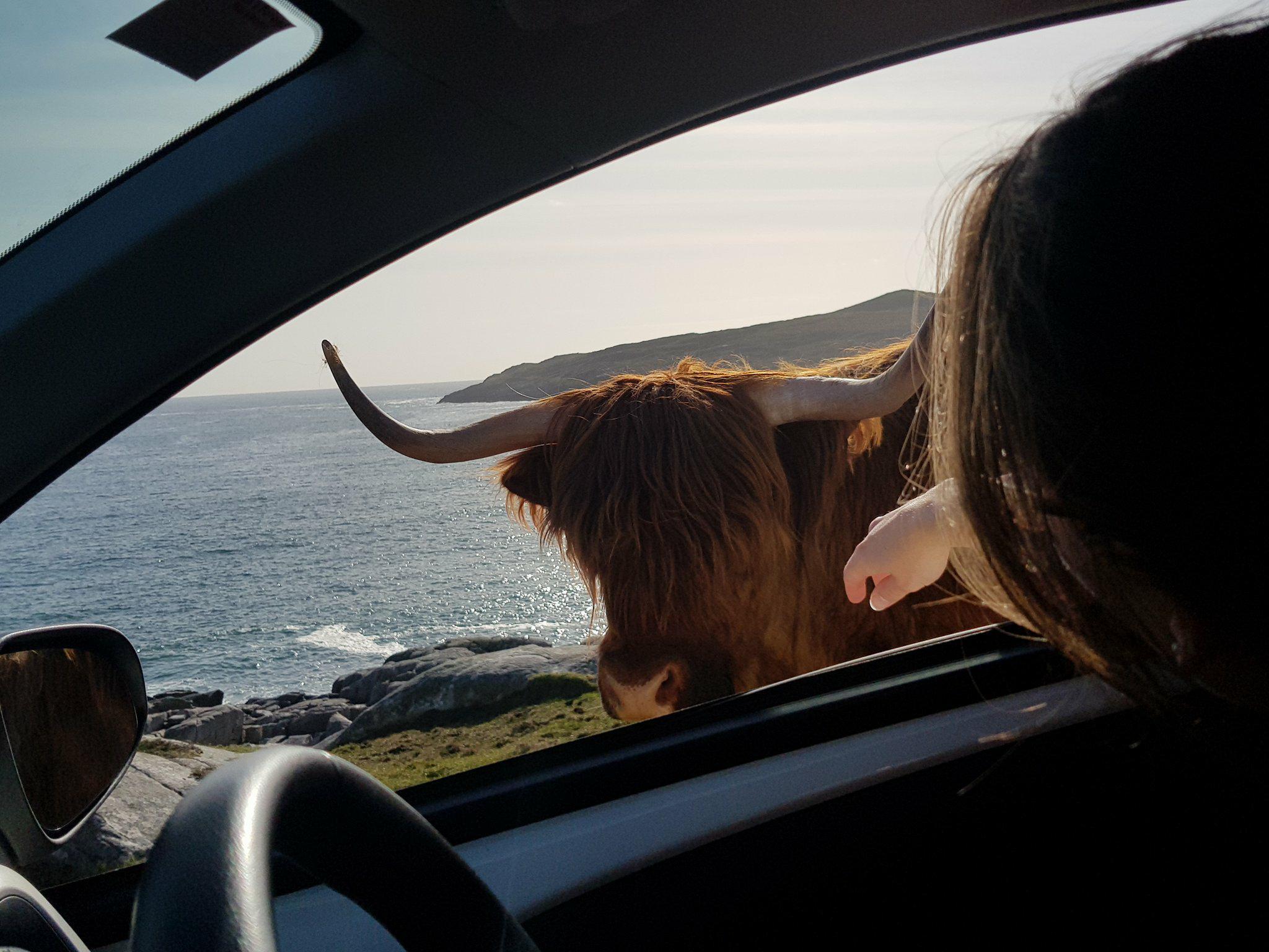 This Highland cow refused to move off the road in Isle of Harris.