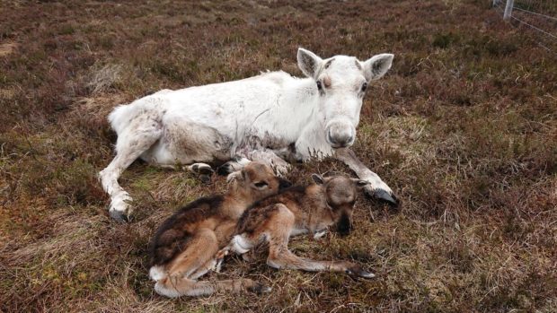 The two calves were born at the Cairngorms Reindeer Centre