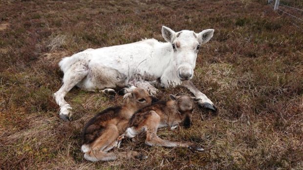 The two calves were born on May 8.