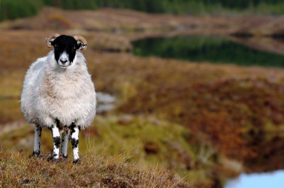 Farmers and crofters have until May 15 to submit their SAF.
