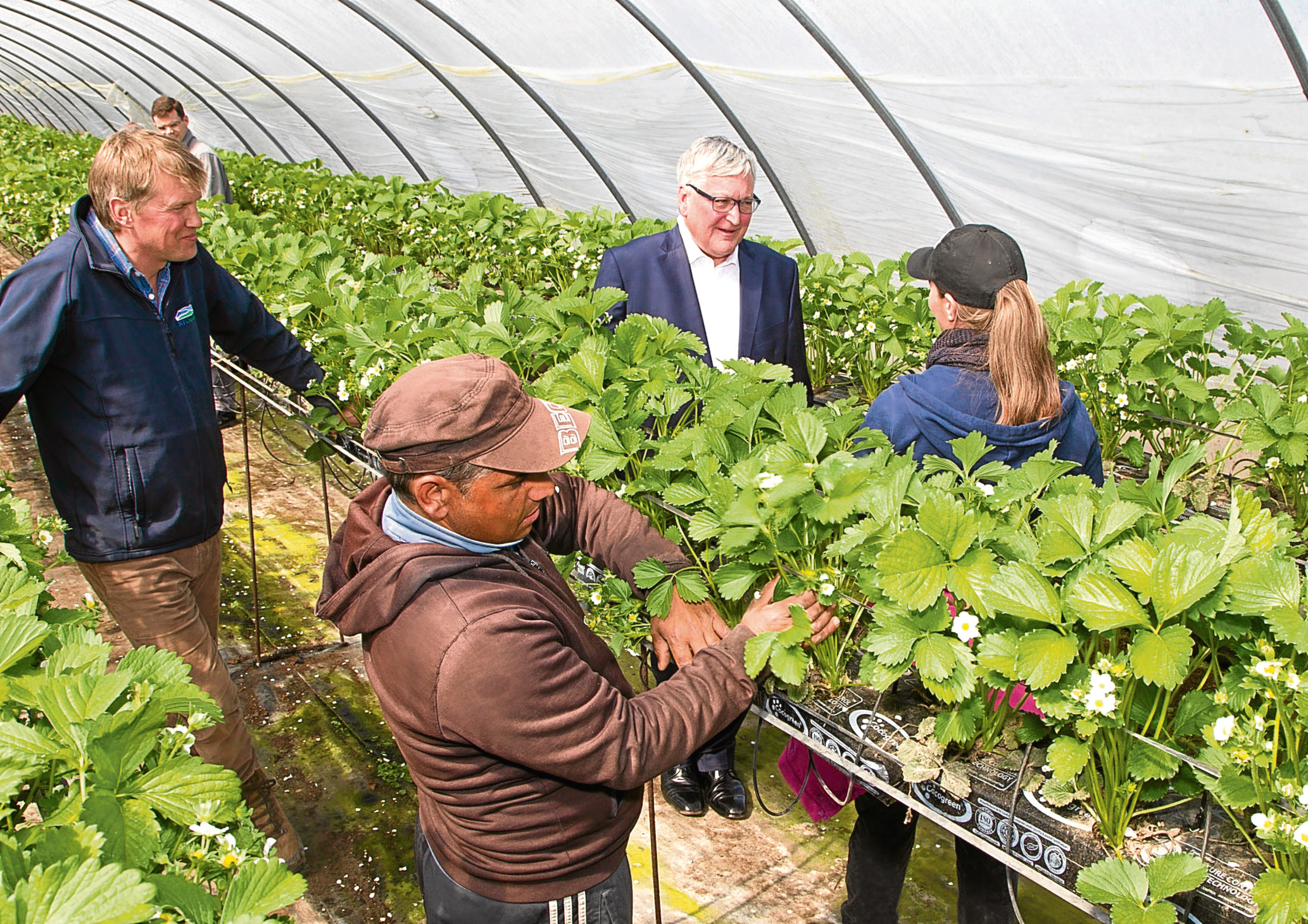 Rural Secretary Fergus Ewing is visiting fruit farms at East Scryne and Auchrennie near Carnoustie to discuss the impact of Brexit  on the seasonal non-UK workforce....pic shows Fergus Ewing (2nd from right) chatting to a worker with fruit farmer James Porter (left)...pic Paul Reid