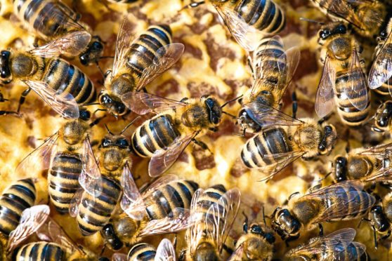 European Foulbrood affects honey bees.