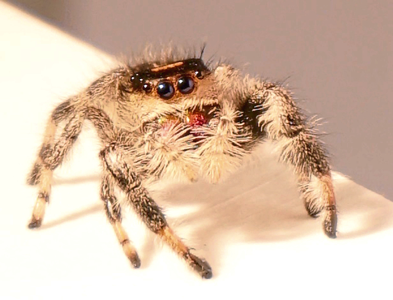The study, conducted by researchers at *The University of Manchester, is the most advanced of its kind to date and first to use 3D CT scanning and high-speed, high-resolution cameras to record, monitor and analyse a spiders movement and behaviour.
pic from University of Manchester