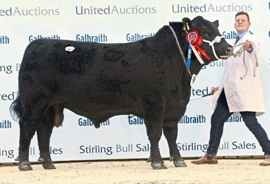 Aberdeen-Angus champion Tonley Ernie sold for 6,500gn
