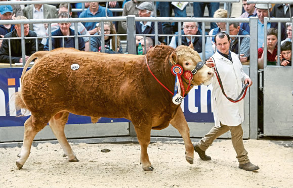 Darren Irvine leads Anside Magneto round the sale ring.