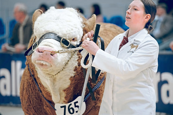 Heather Duff from Pitmudie Farm, Brechin, seen with her Simmental bull Pitmudie Highlander in the judging ring.