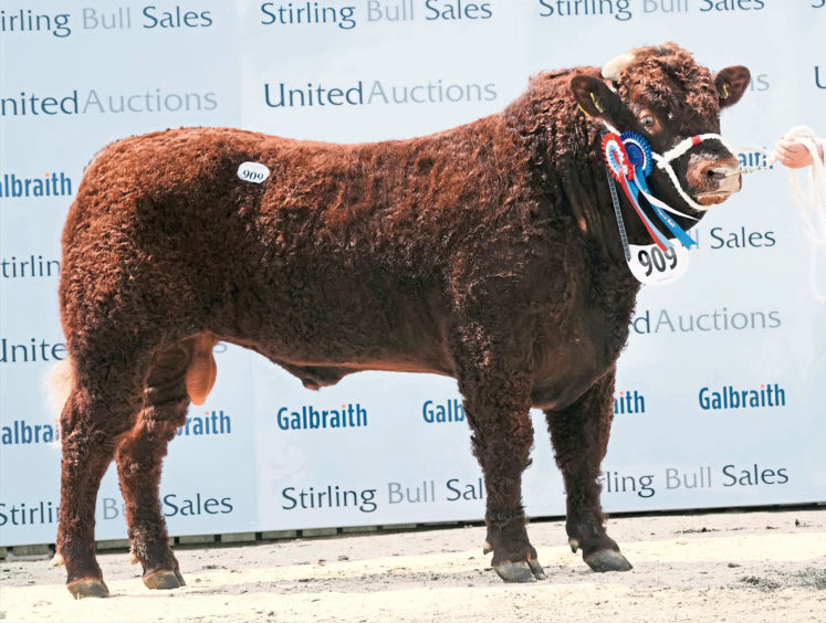 The reserve champion Salers bull - Whitebog Laurie from Alister Mackenzie, Whitebog, Fortrose. He sold for 4,500gn.