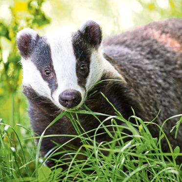 Animal conservation
Badger out for an early evening stroll