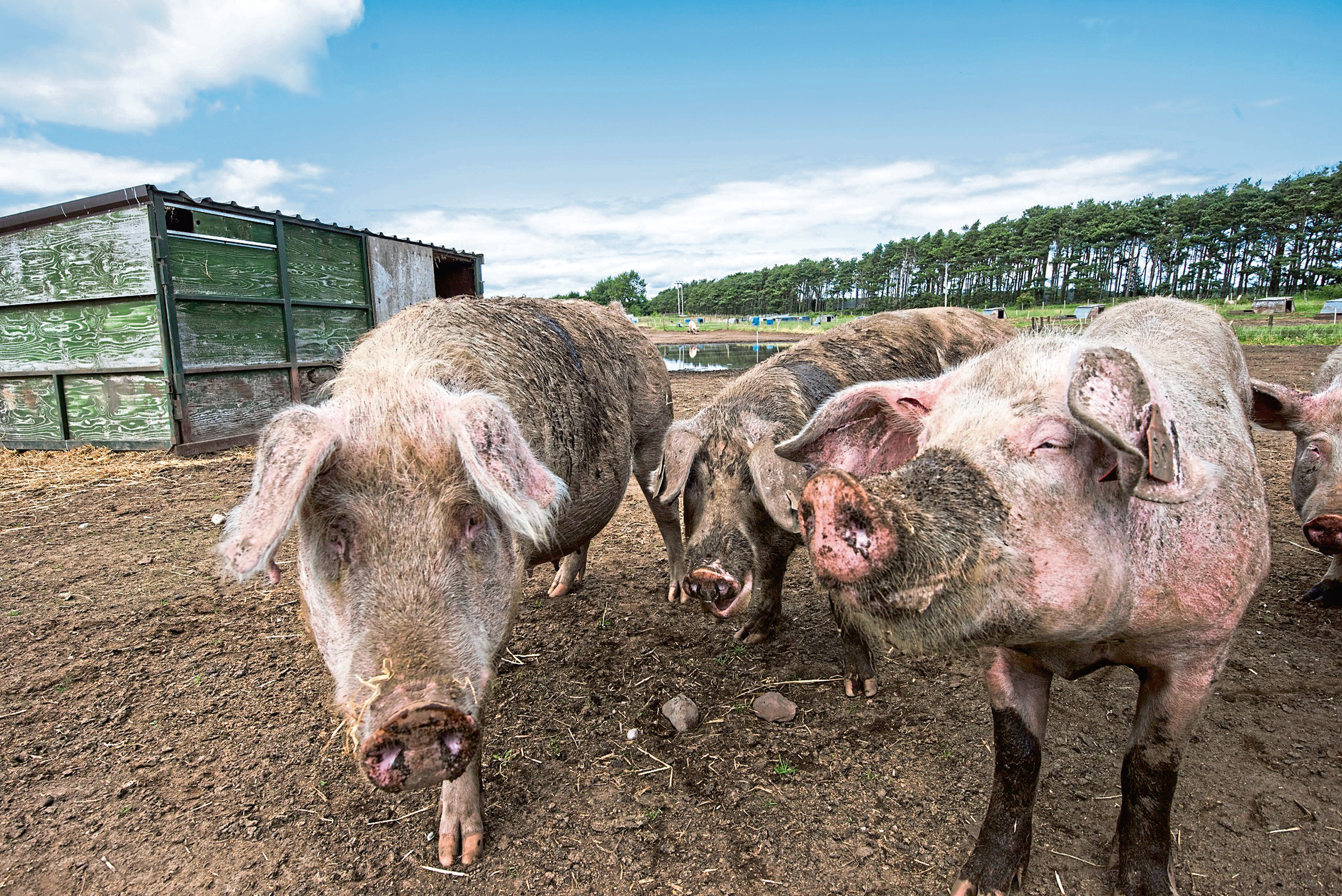 Pig producers were told to tell their high welfare story
