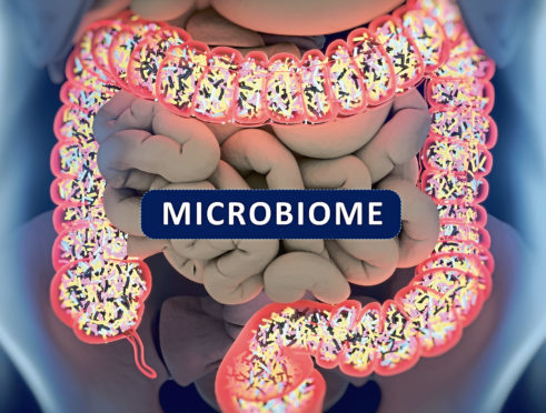Gut bacteria, microbiome. Bacteria inside the large intestine, concept, representation with title "Microbiome". 3D illustration.