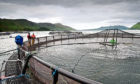 Generic picture of a fish farm