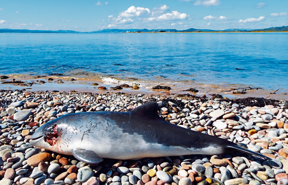 The porpoise had teeth marks on its head and suffered several broken ribs