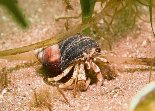 Fourteen Gaelic speakers – mostly from the Western Isles – were interviewed for guidance of the names they use for marine mollusc species