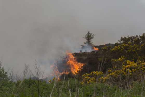A large area of heathland and gorse was destroyed by the wildfire.