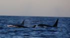 The orca were spotted about two miles off the coast of Lossiemouth