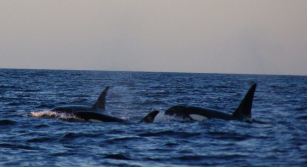 The orca were spotted about two miles off the coast of Lossiemouth