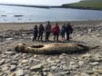 The beached whale at Marwick Bay in Orkney.