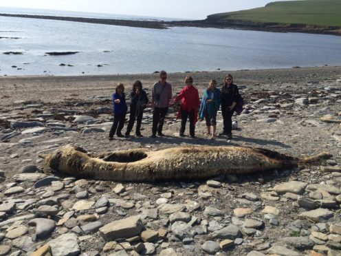 The beached whale at Marwick Bay in Orkney.