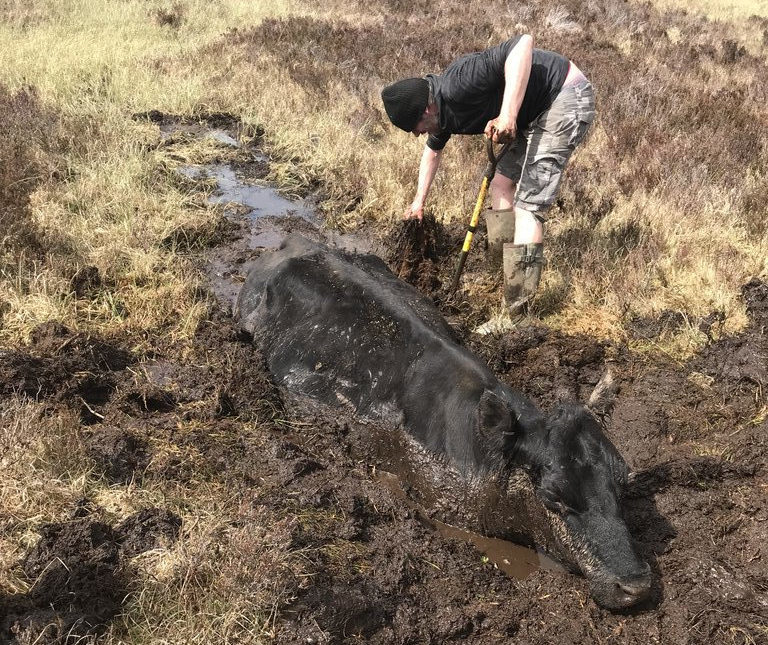 A cow had to be rescued after sinking down into a bog.