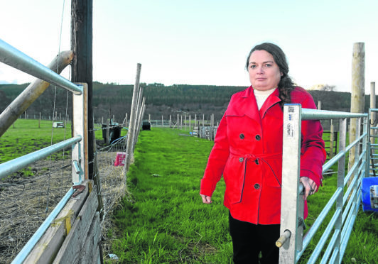 Mrs Lesley-Frost Schenk of Gruniards Farmhouse near Ardgay in Sutherland close to where twelve of her rare breeds sheep have believed been killed by dogs or dog.