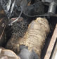 The burnt birds in the engine of Sean Fillingham's Audi Quattro.