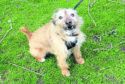 The Scottish SPCA is seeking a new home for 10 year-old Border terrier Bobby.