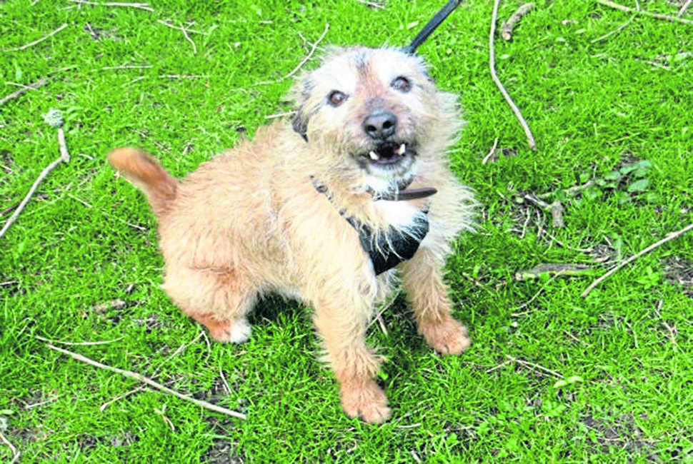The Scottish SPCA is seeking a new home for 10 year-old Border terrier Bobby.