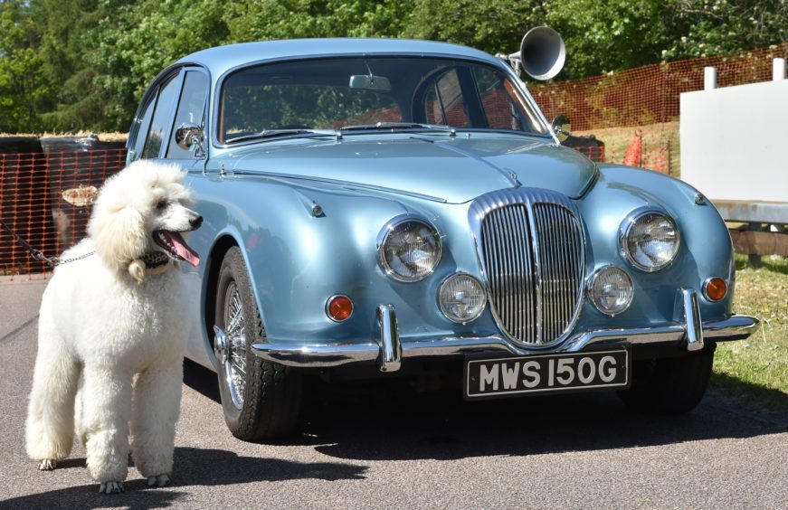 Piper the poodle with 1968 Daimler V8 250