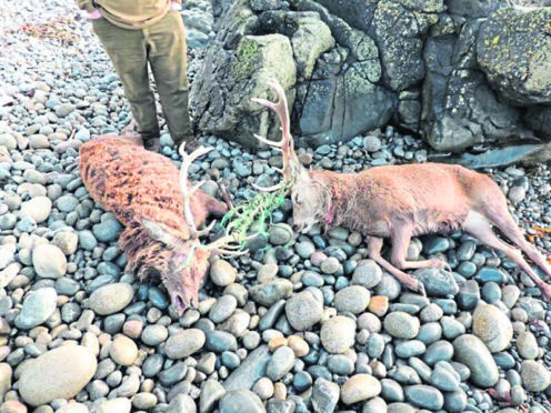 The two stags died after becoming entangled in discarded rope.