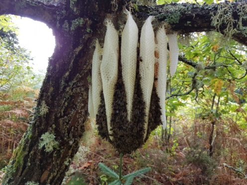 A wild swarm of honey bees that have since been hived by members of the Tarland bee group. Picture by Colin Devine