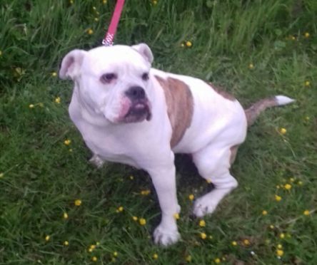 The dog was found tied up to a fence outside Tesco.