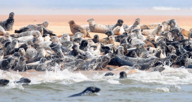 Seals at the Ythan Estuary close to Newburgh